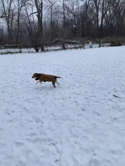 Old Hines Park Dog Park - Westland, MI