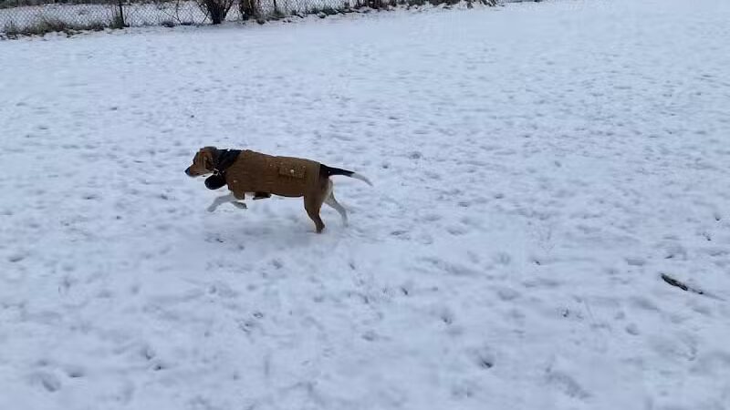 Old Hines Park Dog Park - Westland, MI