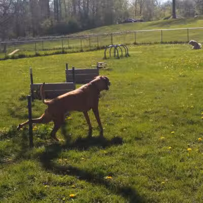 Wayne County Dog Park - Westland, MI