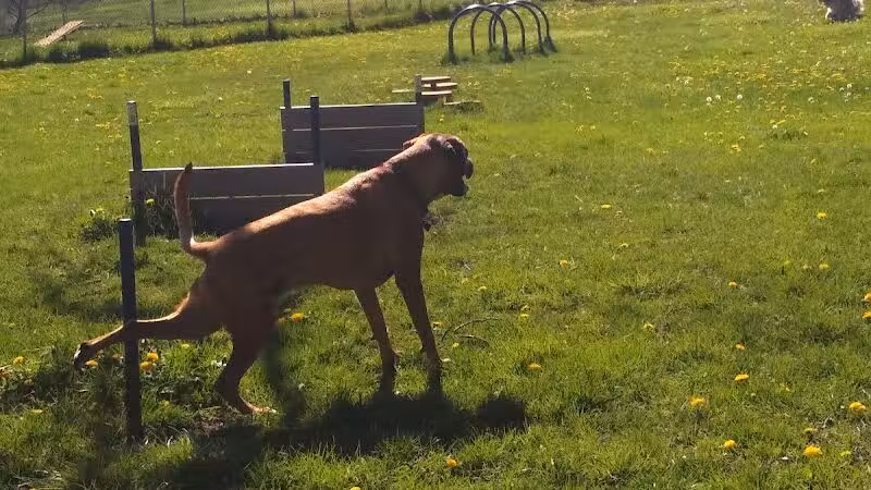 Wayne County Dog Park - Westland, MI