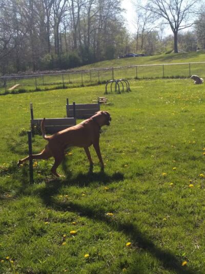 Wayne County Dog Park - Westland, MI