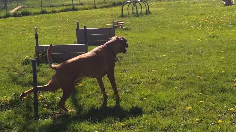 Wayne County Dog Park - Westland, MI