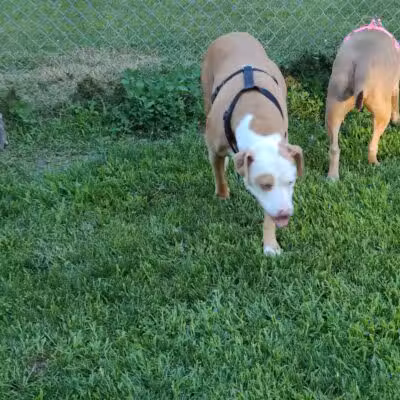 Wayne County Dog Park - Westland, MI