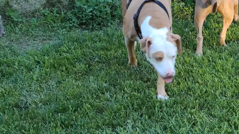 Wayne County Dog Park - Westland, MI