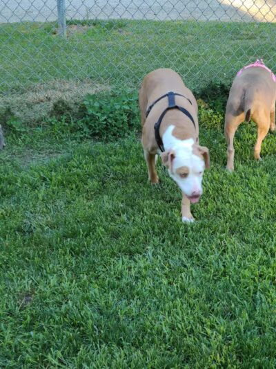 Wayne County Dog Park - Westland, MI