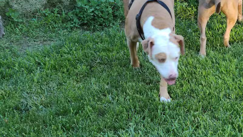 Wayne County Dog Park - Westland, MI