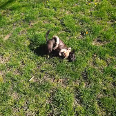 Wayne County Dog Park - Westland, MI