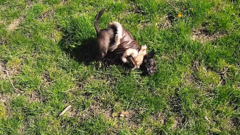 Wayne County Dog Park - Westland, MI