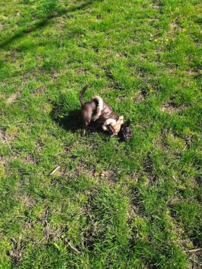 Wayne County Dog Park - Westland, MI