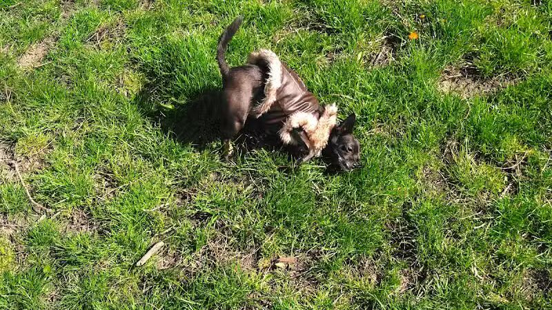 Wayne County Dog Park - Westland, MI