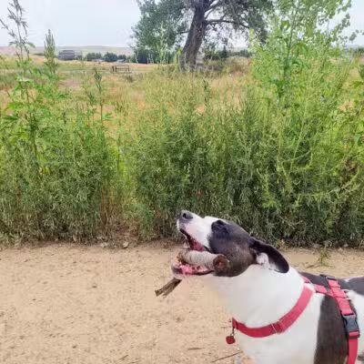 Westminster Hills Open Space Off-Leash Area - Westminster, CO