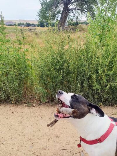 Westminster Hills Open Space Off-Leash Area - Westminster, CO