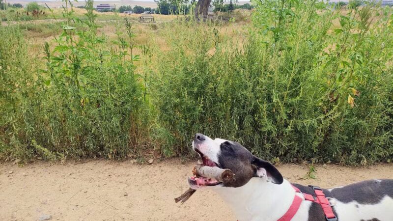 Westminster Hills Open Space Off-Leash Area - Westminster, CO