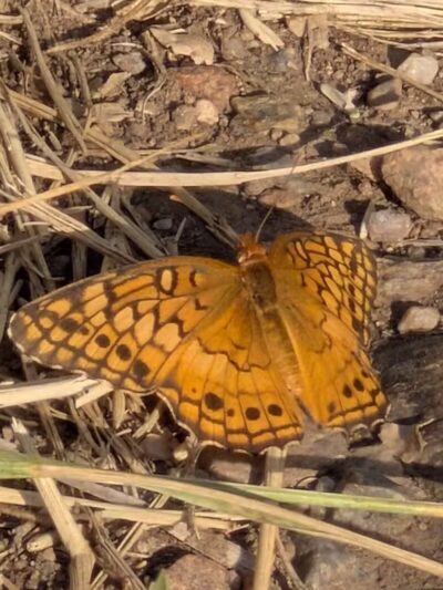 Westminster Hills Open Space Off-Leash Area - Westminster, CO