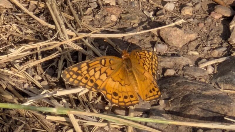 Westminster Hills Open Space Off-Leash Area - Westminster, CO