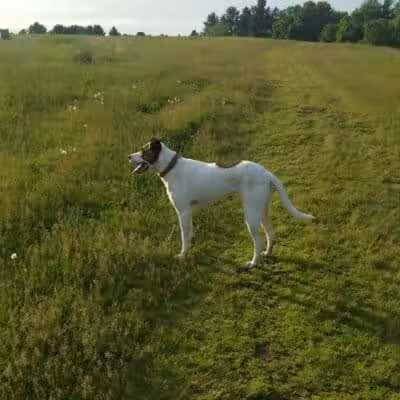 Weston Dog Park - Weston, MI