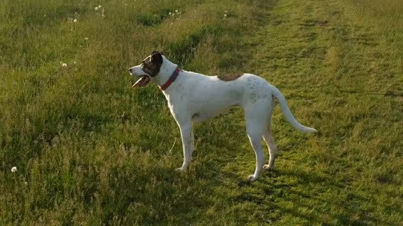 Weston Dog Park - Weston, MI