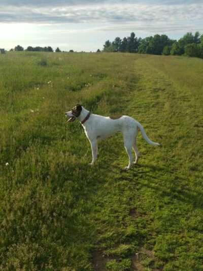 Weston Dog Park - Weston, MI