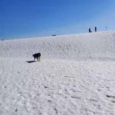 Weston Dog Park - Weston, MI