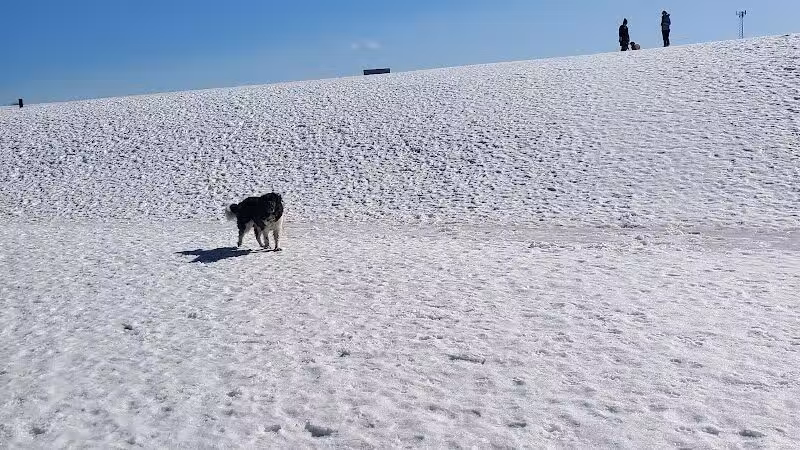Weston Dog Park - Weston, MI