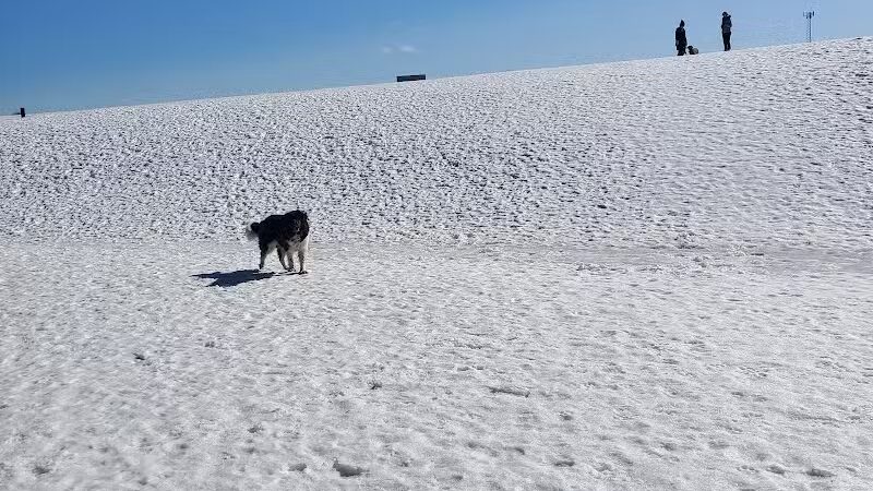 Weston Dog Park - Weston, MI