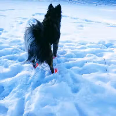 Weston Dog Park - Weston, MI