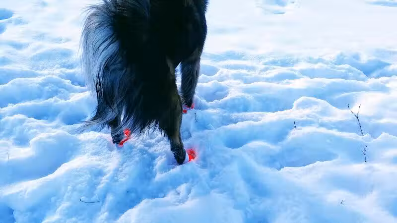 Weston Dog Park - Weston, MI
