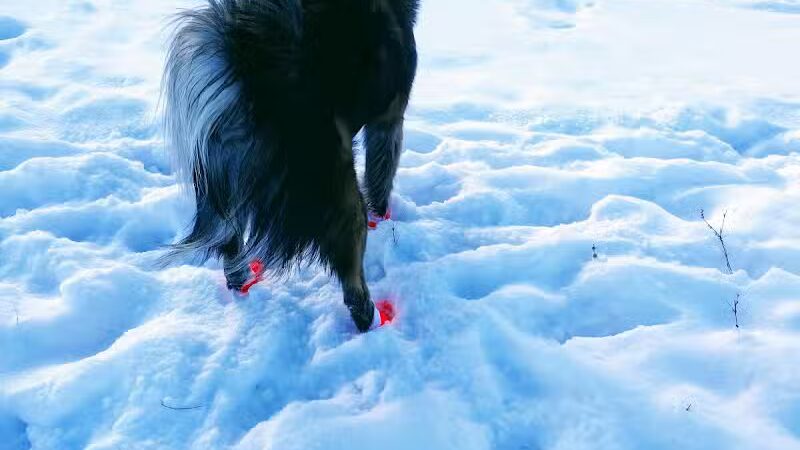 Weston Dog Park - Weston, MI