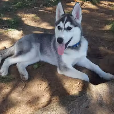 Weston Dog Park - Weston, MI