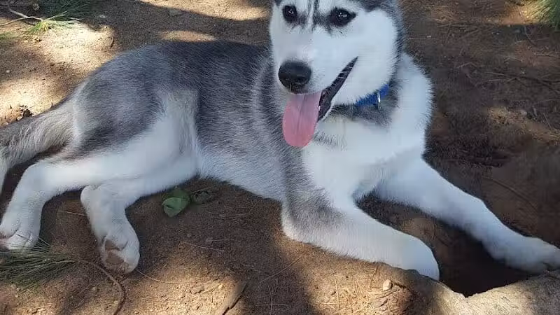 Weston Dog Park - Weston, MI