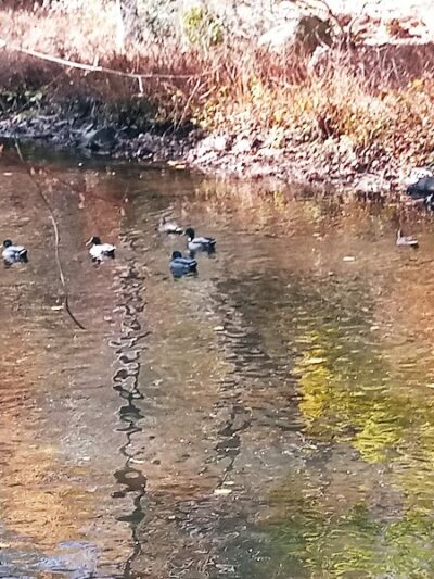 Overbrook Park - Westwood, NJ