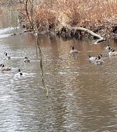 Overbrook Park - Westwood, NJ