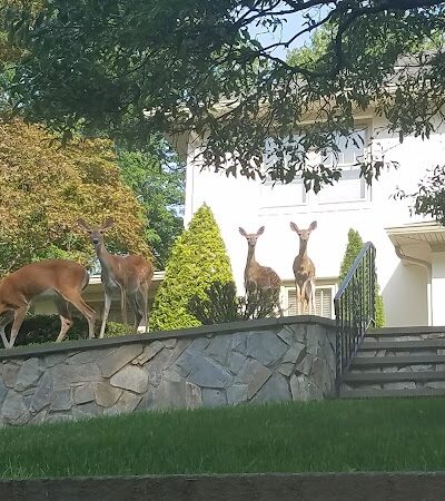 Overbrook Park - Westwood, NJ