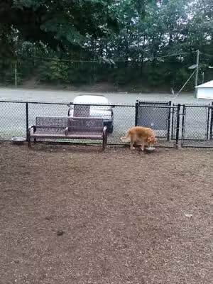 West Woof Dog Park - Westwood, NJ