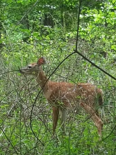Westvale Park - Westwood, NJ