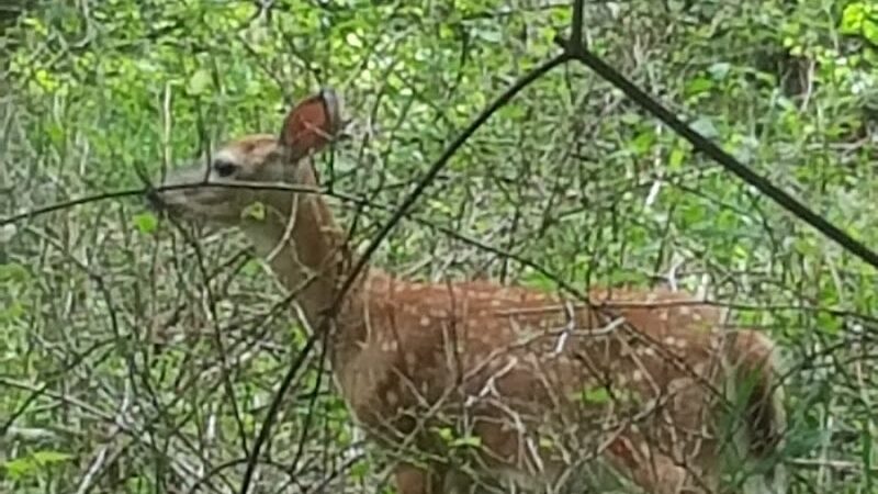 Westvale Park - Westwood, NJ