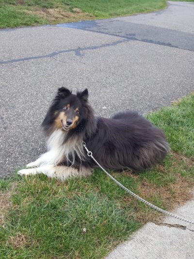 Westvale Park - Westwood, NJ