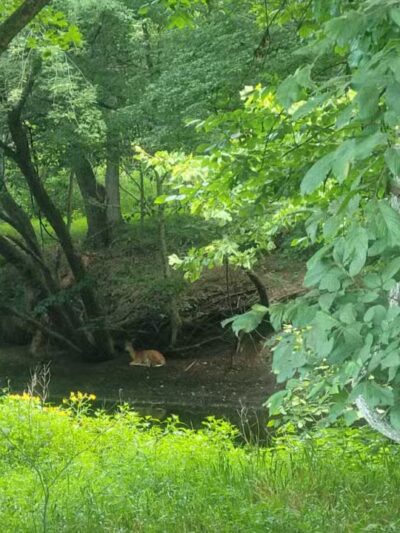 Westvale Park - Westwood, NJ