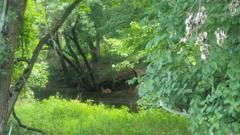 Westvale Park - Westwood, NJ