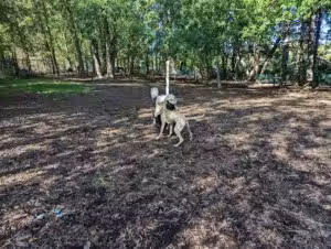 Wethersfield Dog Park - Wethersfield, CT