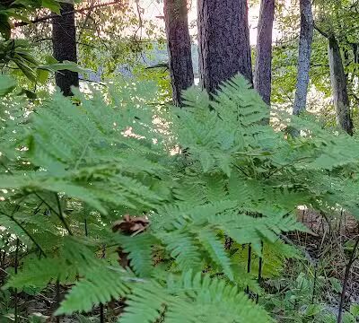 Bruno's Run - Wetmore,