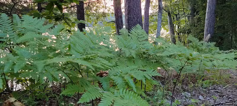 Bruno's Run - Wetmore,