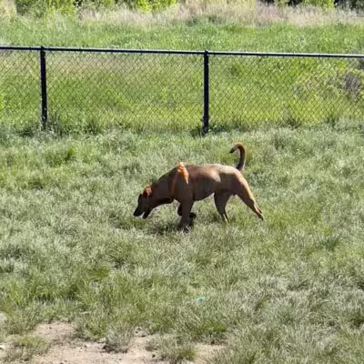 South Field Dog Park - Union Point - Weymouth,