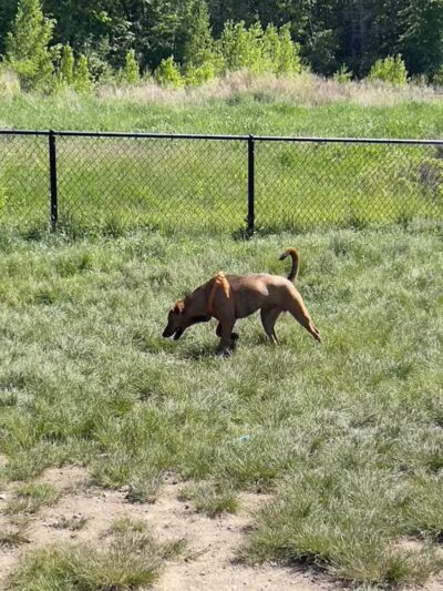 South Field Dog Park - Union Point - Weymouth,