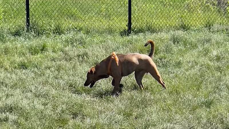 South Field Dog Park - Union Point - Weymouth,