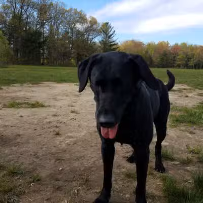 South Field Dog Park - Union Point - Weymouth,