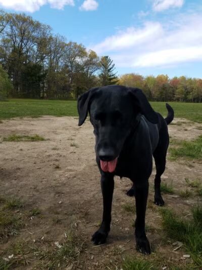 South Field Dog Park - Union Point - Weymouth,
