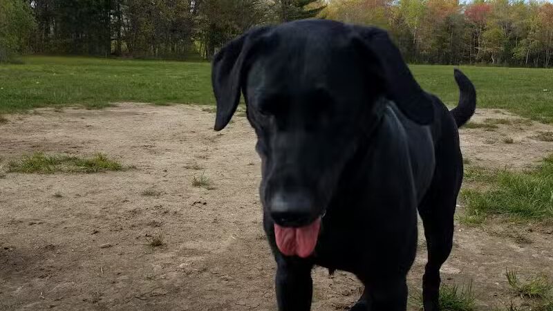 South Field Dog Park - Union Point - Weymouth,