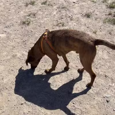 South Field Dog Park - Union Point - Weymouth,