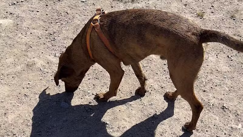 South Field Dog Park - Union Point - Weymouth,
